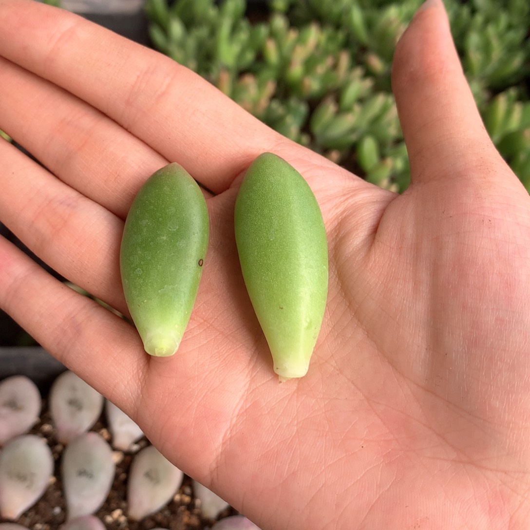 芒果奶芒果奶叶片一片一片