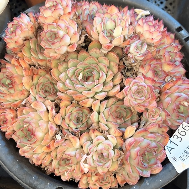 幸运的是我的朋友们