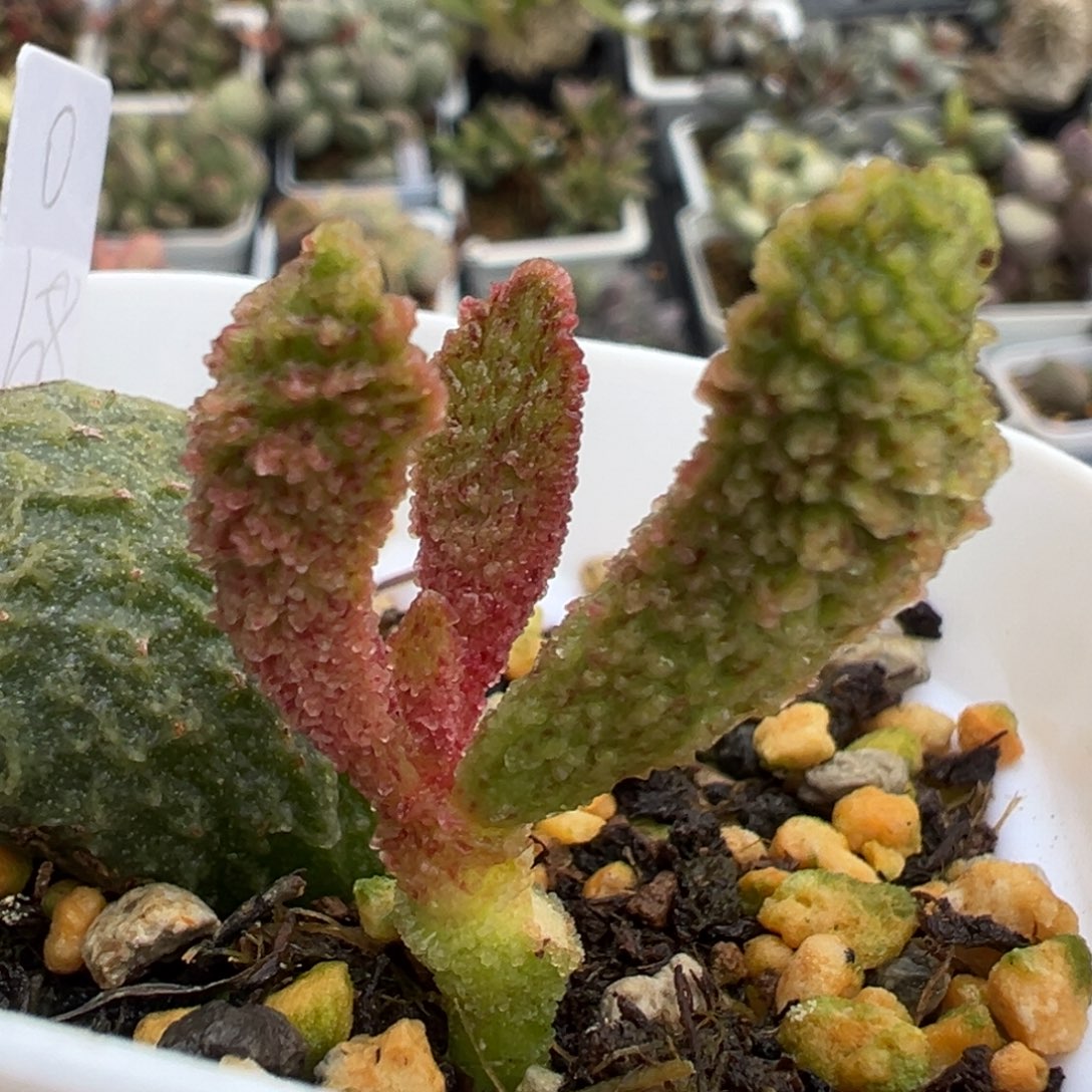 15花斑倒刺纹实生新品