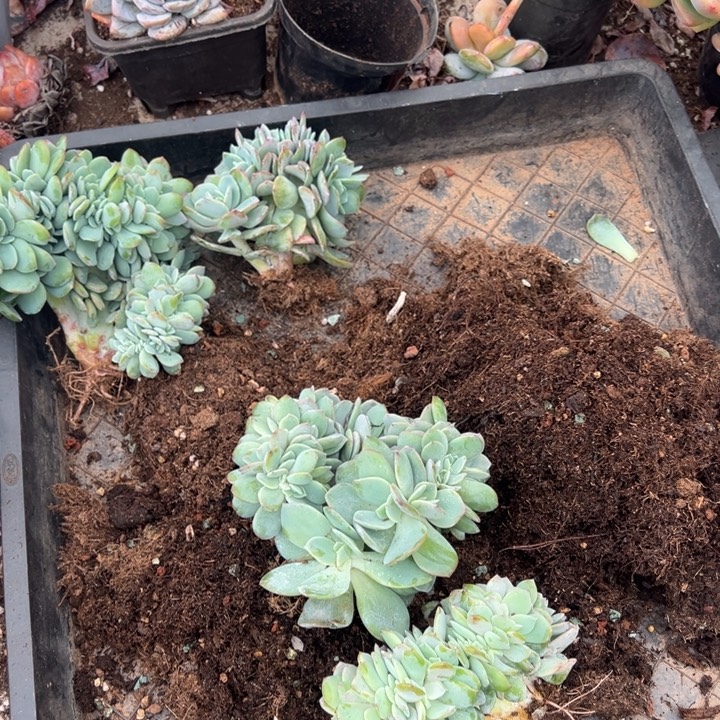 ℳ****云欣多肉植物白凤修改两颗