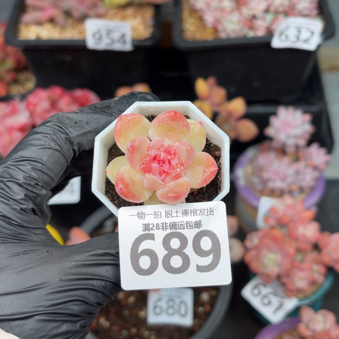 碧焰单头无盆土发货