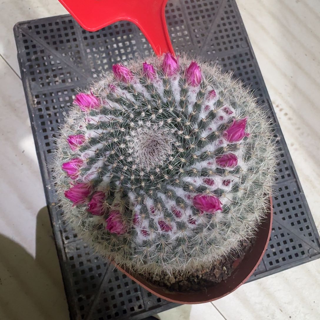 35 号实生玉翁一颗包邮