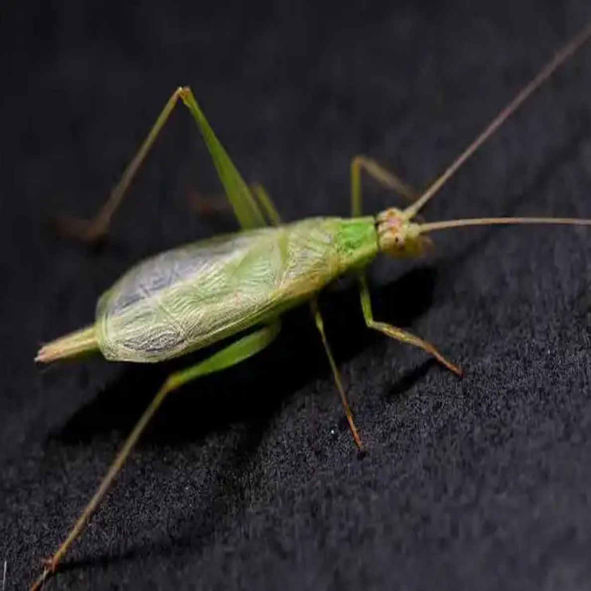 老刘黑虫 野生竹蛉 1只装 独特叫声