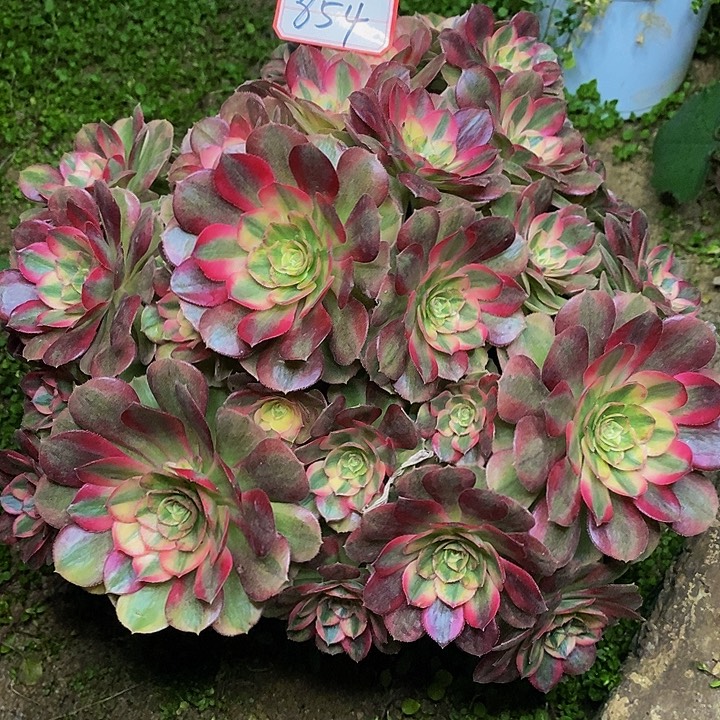 倾摇老桩捧花854号