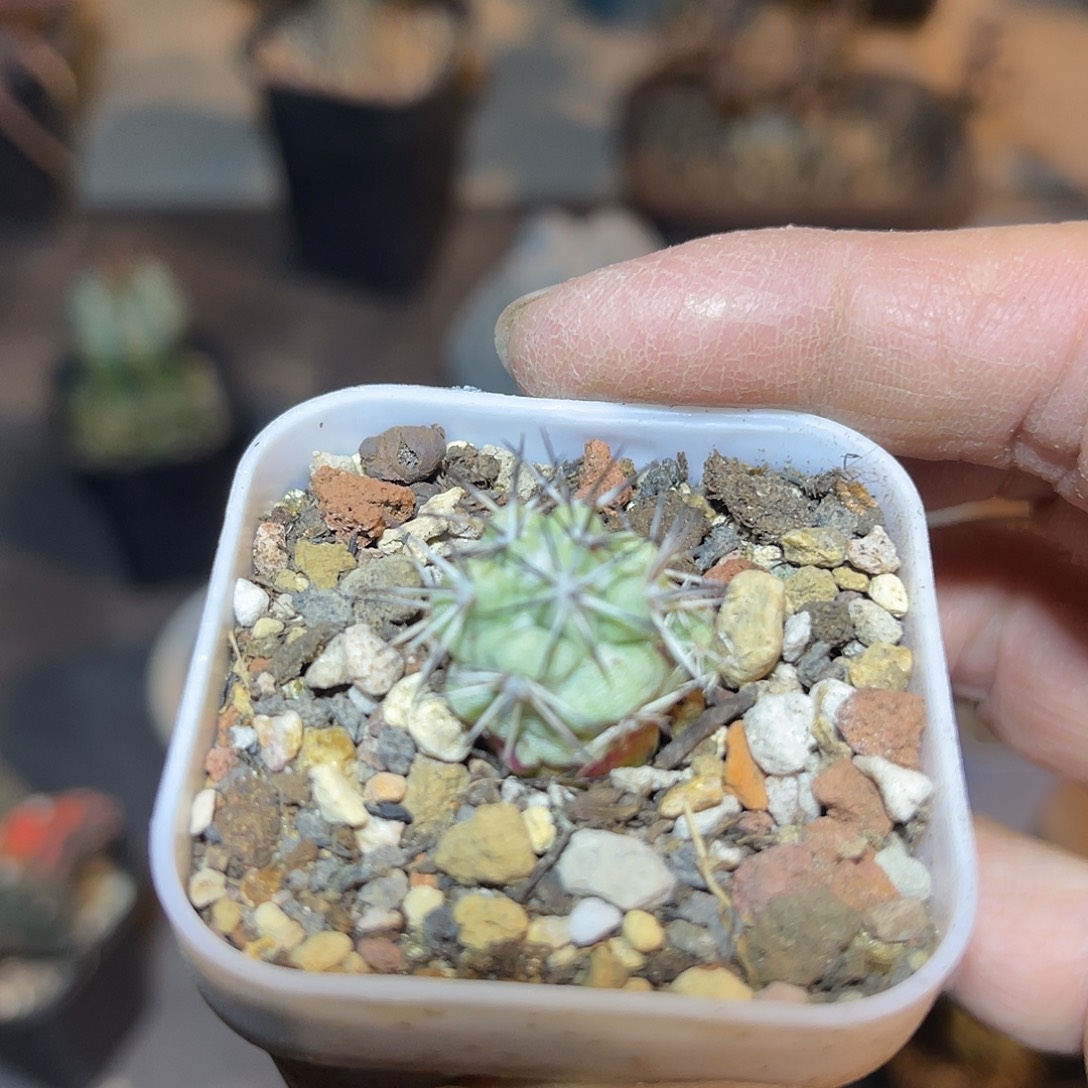 大尤帝王丸一物一拍