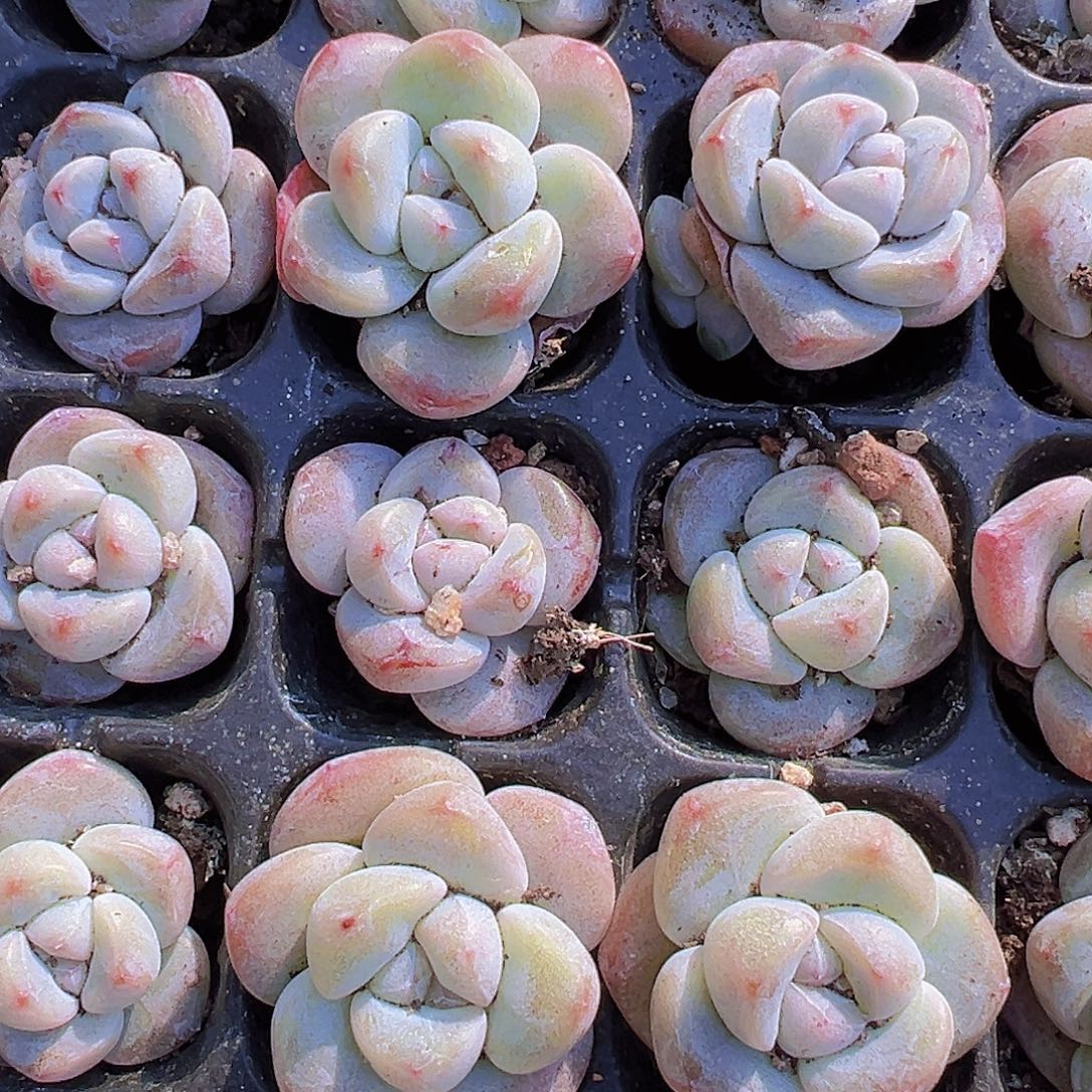 穴盘丸子冰玉5颗19