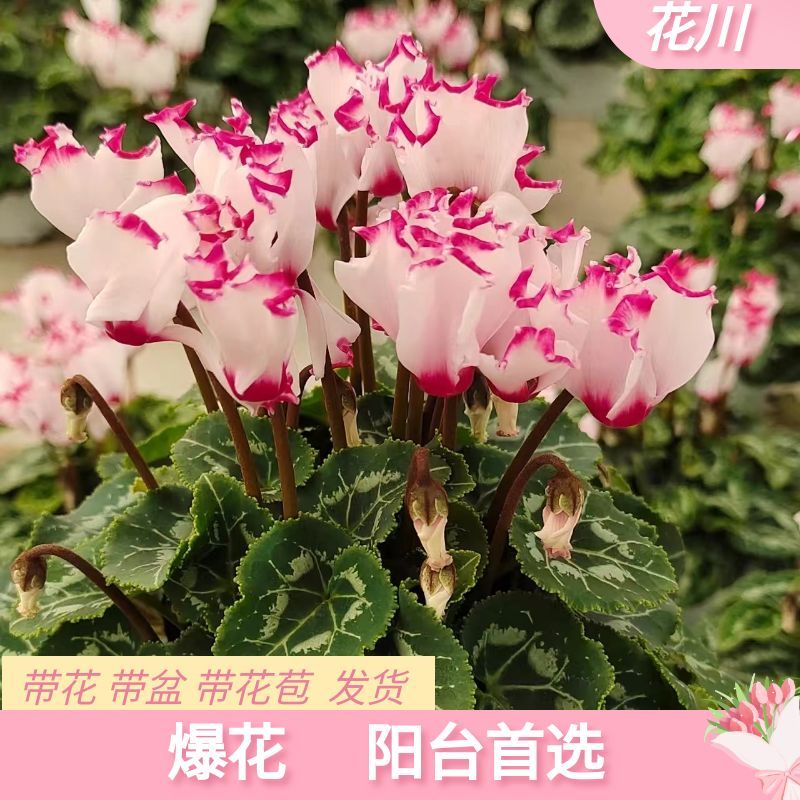 花川【仙客来】盆栽带花特大花卉植物室内重瓣蝴蝶兰四季开花好养苗
