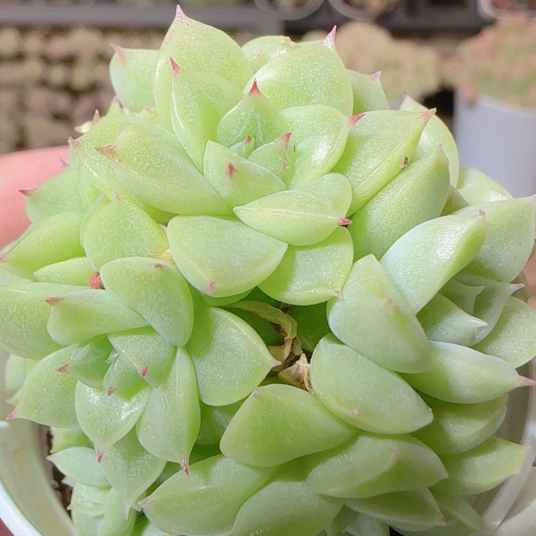 花语逸镜1112-35散