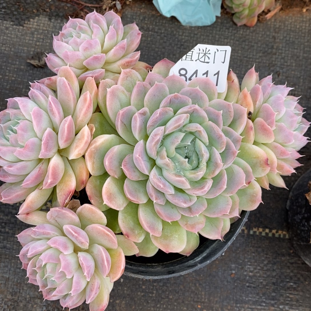 ****思杂交精品多肉8411~15厘米