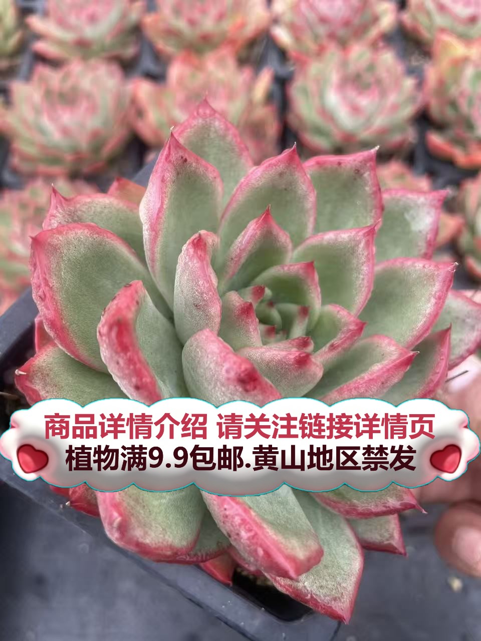 （佛罗瑞安娜-单头起发）多肉要满9.9邮 多肉植物绿植吸甲醛