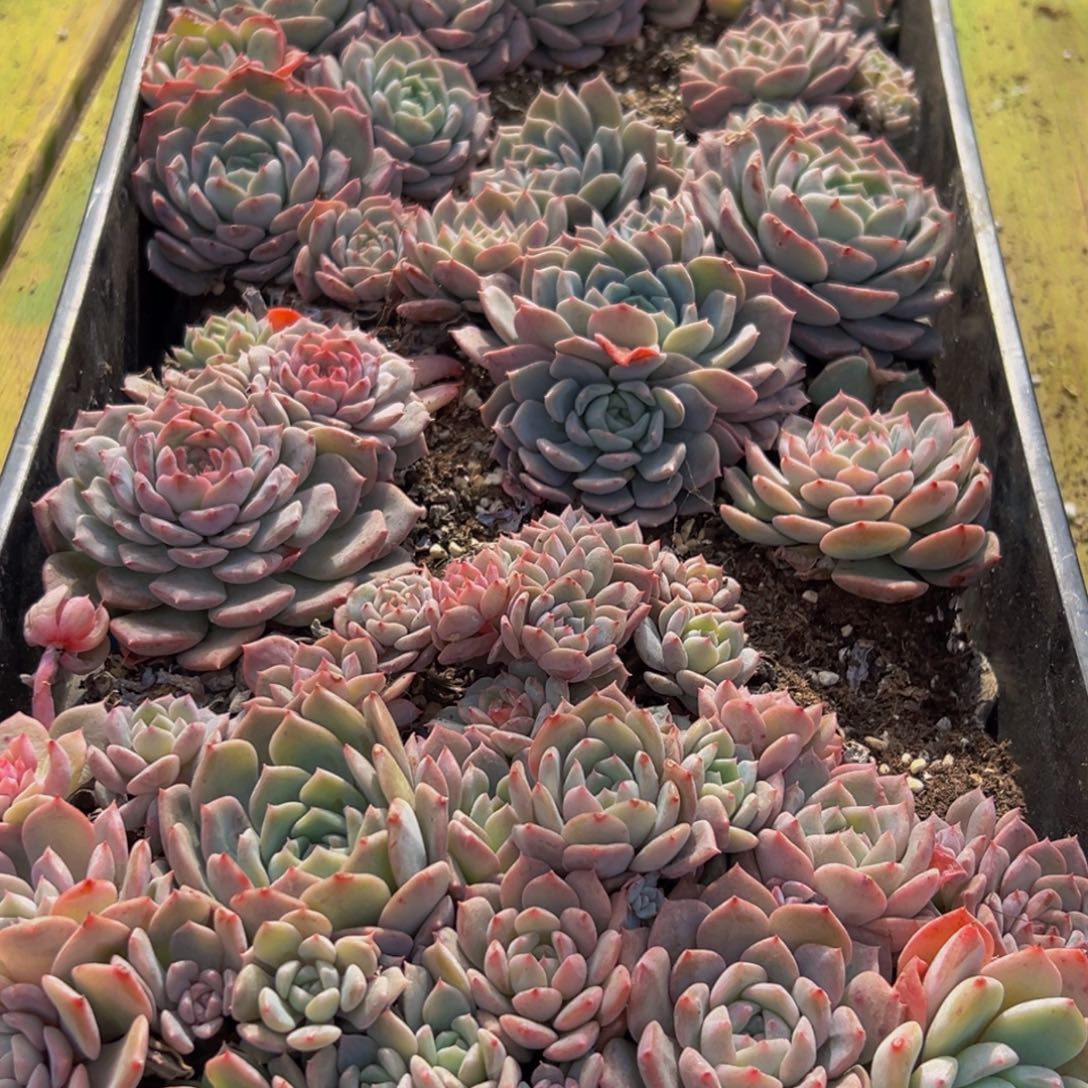 192多肉在的小东西惺惺相惜