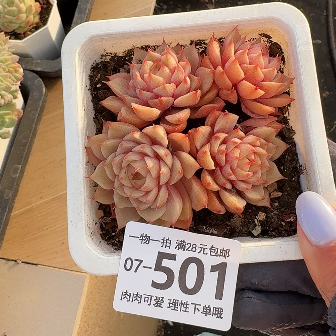 笨吧无盆土发货无盆