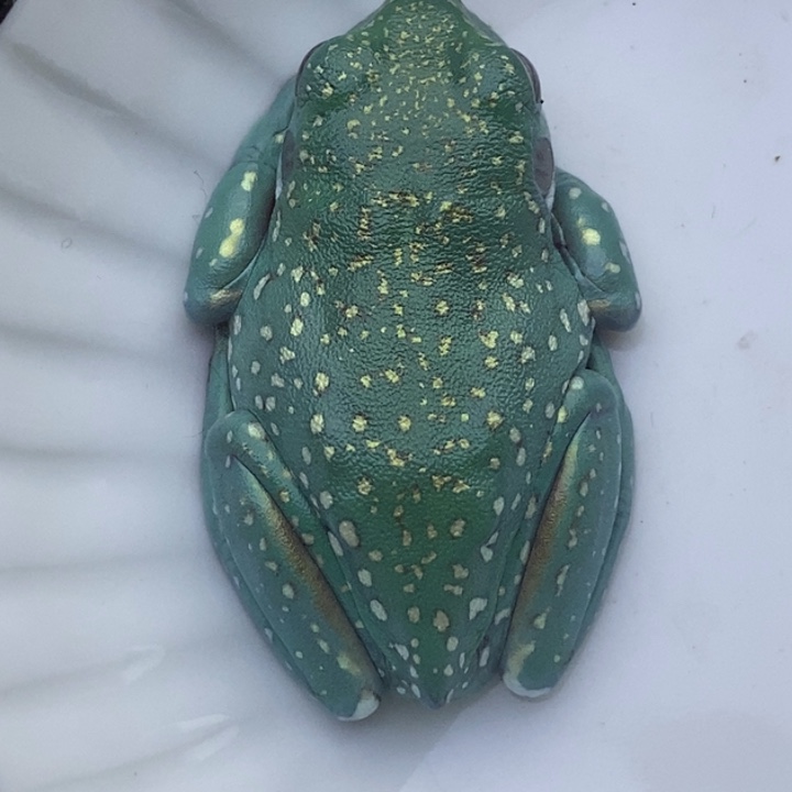 老爷树蛙金色雪花09号