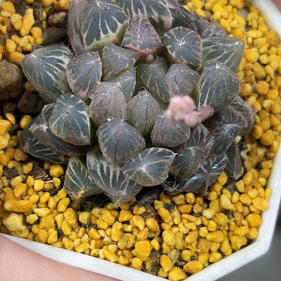 糊斑霓虹灯锦十二卷多肉植物