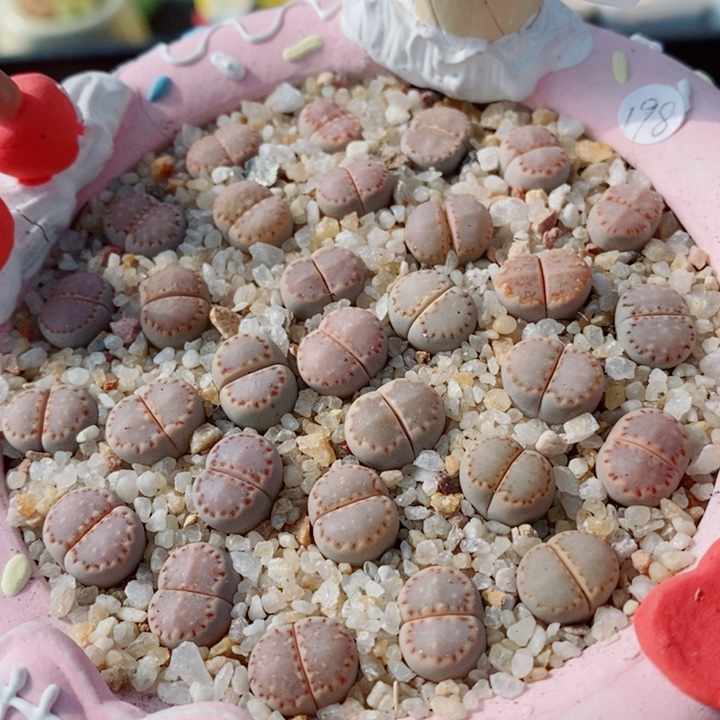 生石花花花花花花614