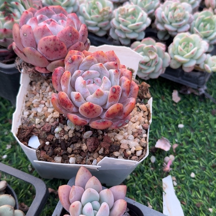 橙梦露两颗。                