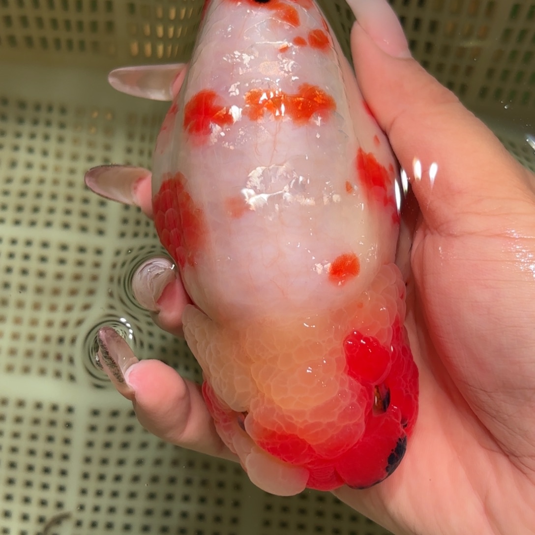 岳***鹏金鱼拍包装包邮，不拍包装运费到付