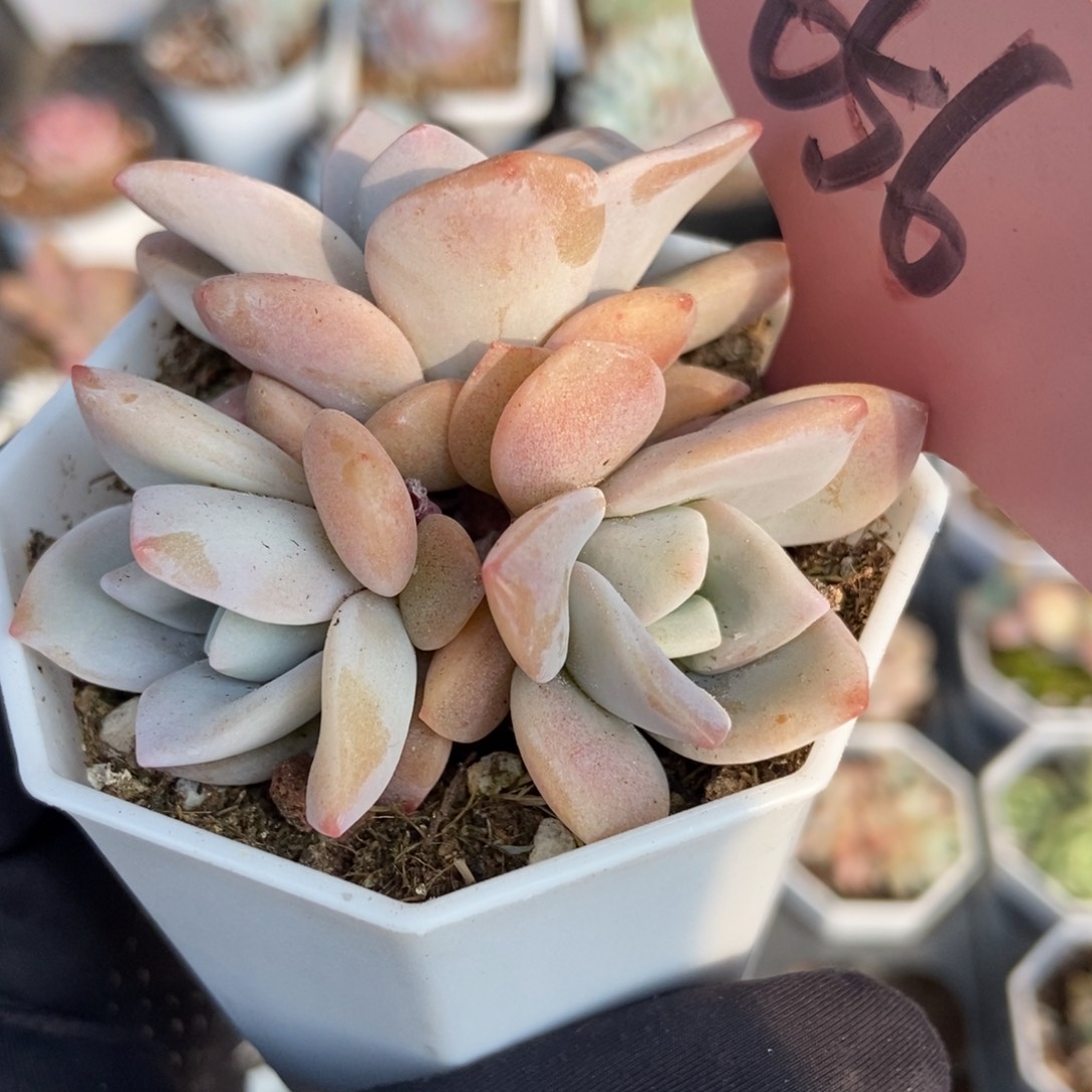 656红茶多肉植物保护