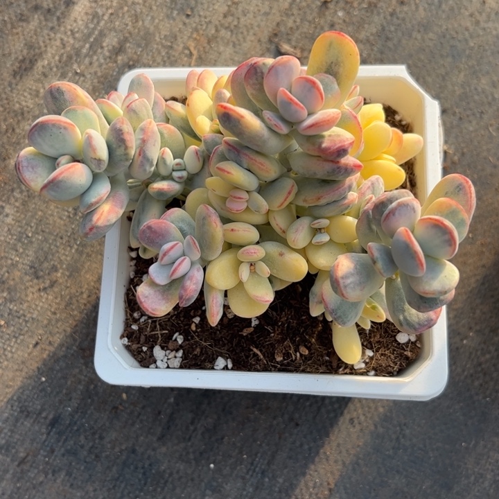 无花朵2025年末下播福利