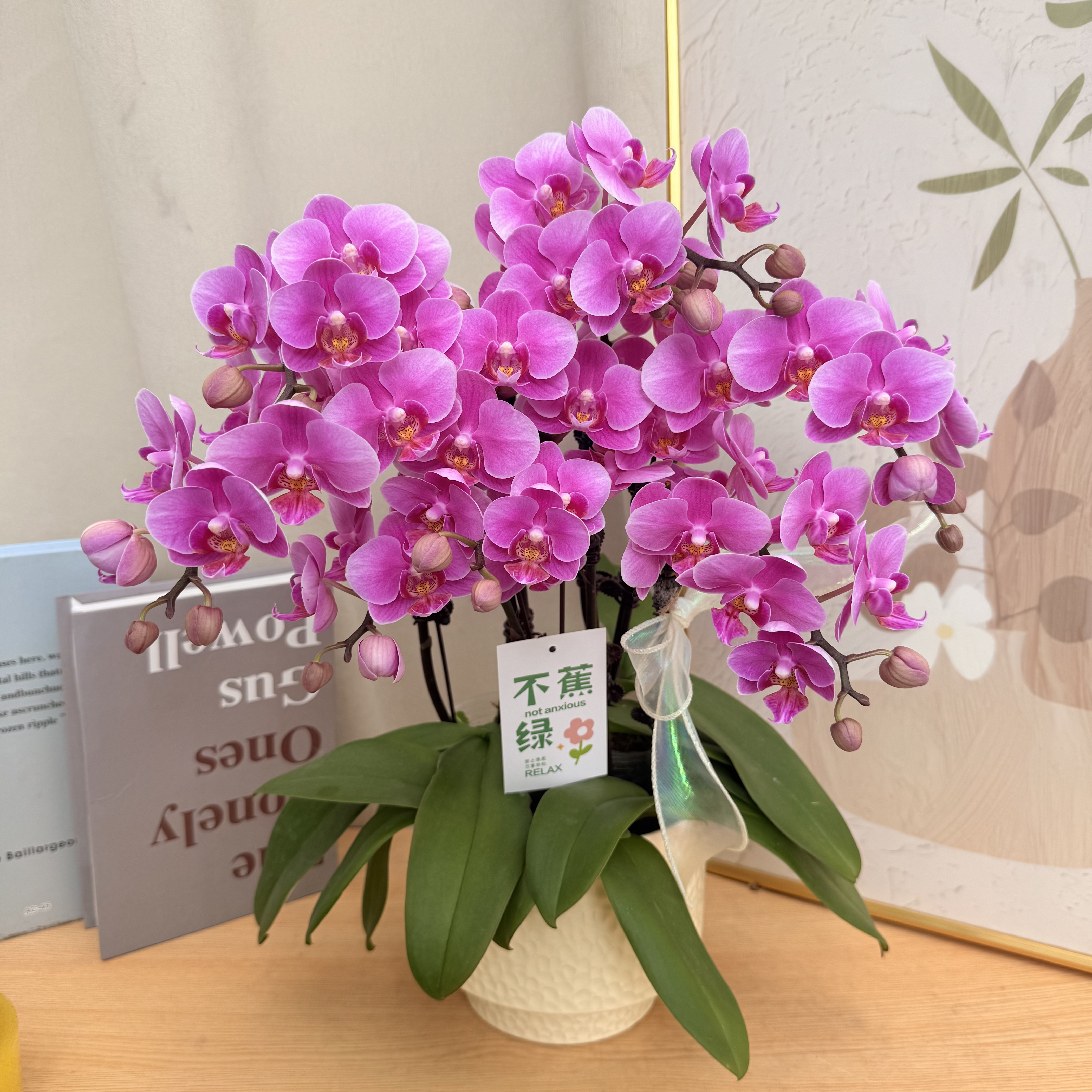 蝴蝶蘭《骄阳》长花絮   粉紫色系  好养耐开