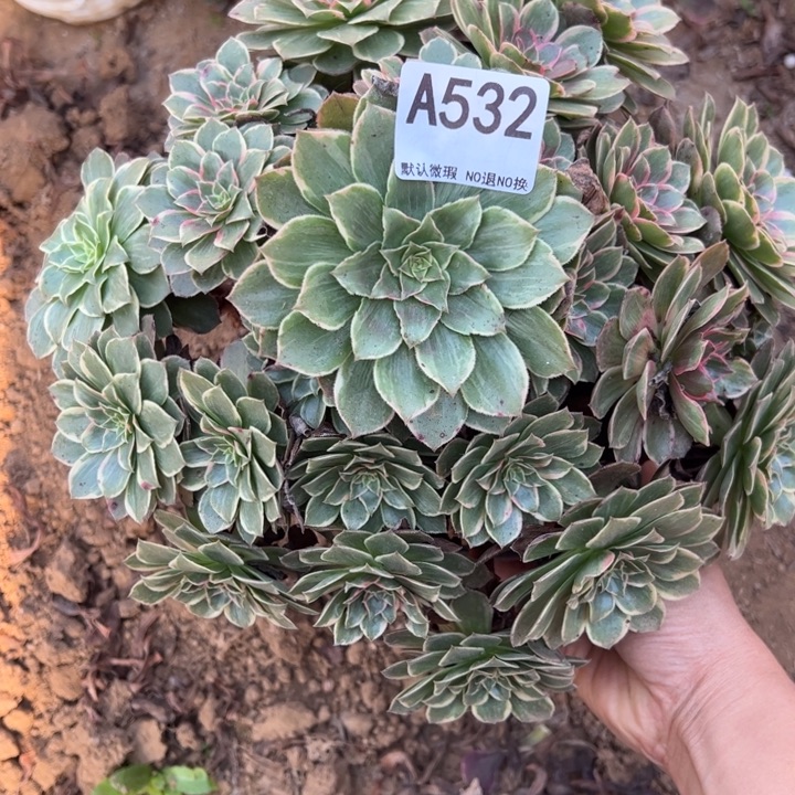 莲花座多肉植物532.