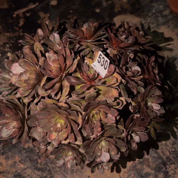 530脸谱多肉植物不售后