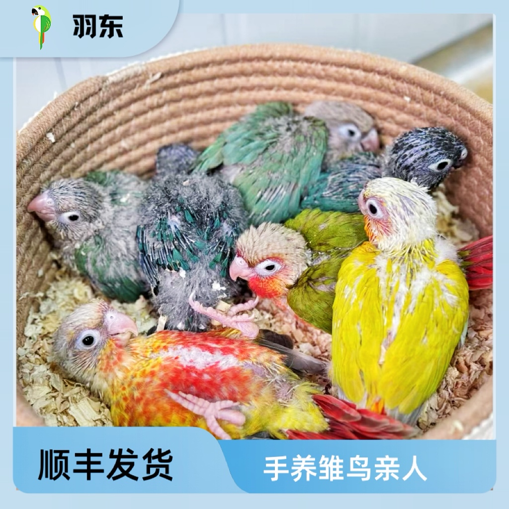 手养亲人鹦鹉活体养殖场直发顺丰