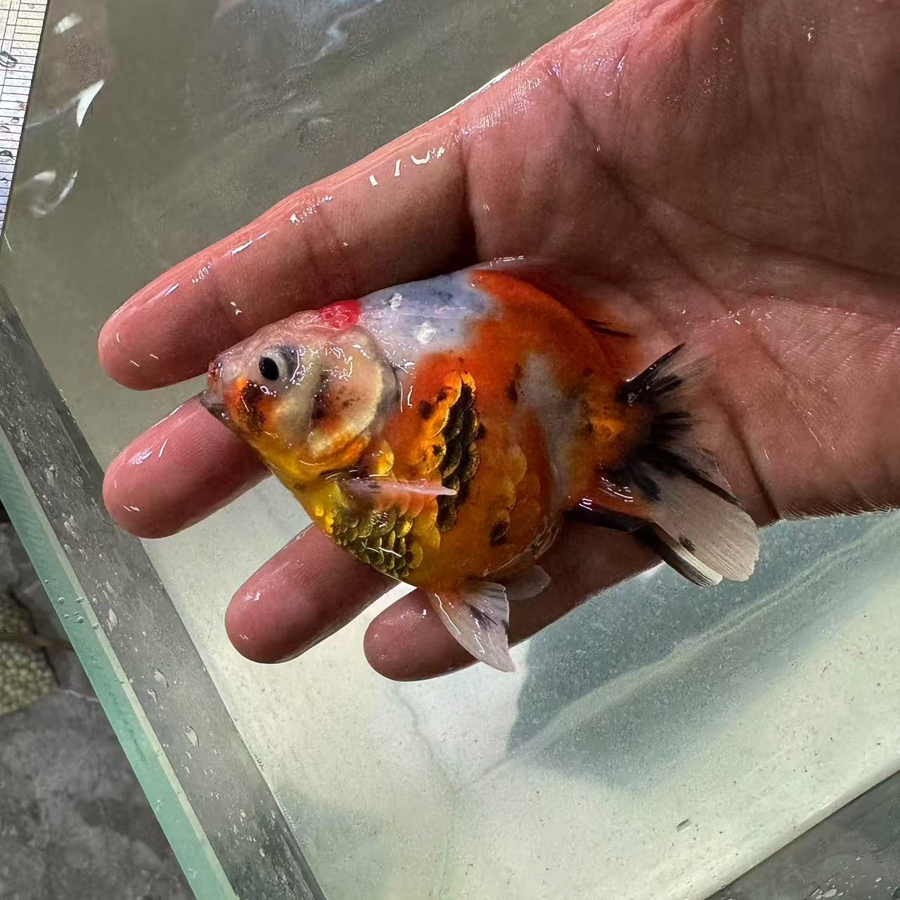 泰狮金鱼淡水冷水观赏鱼好养耐活招财小金鱼