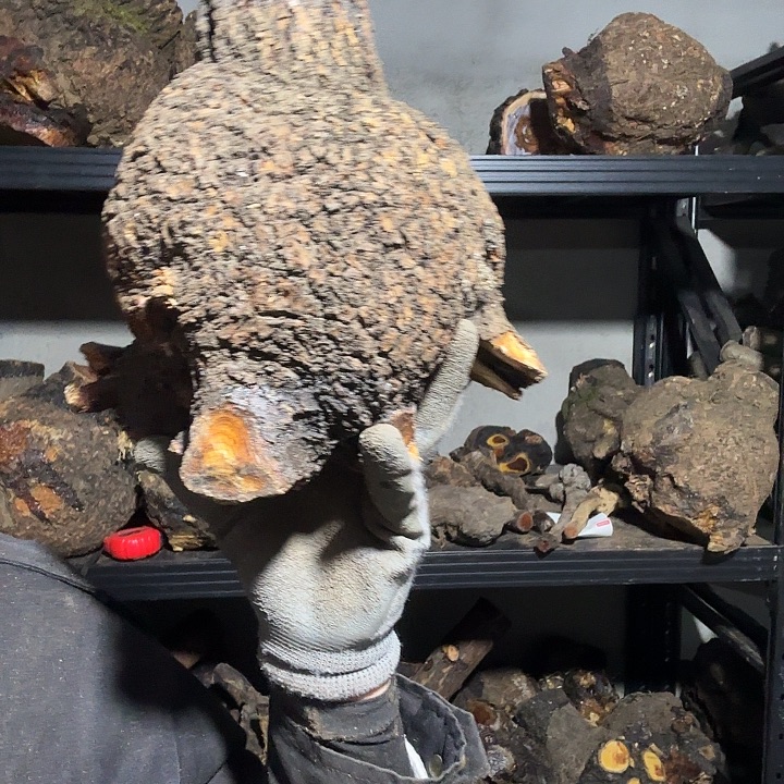 调***猫香榧木火琉璃的故事是一