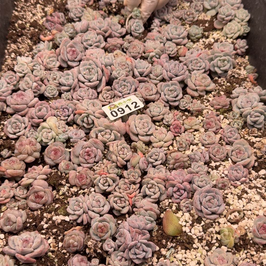 粉***坨多肉植物多肉植物