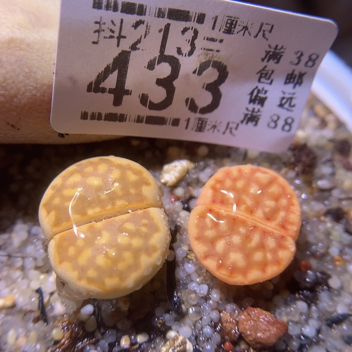 精品生石花213.433