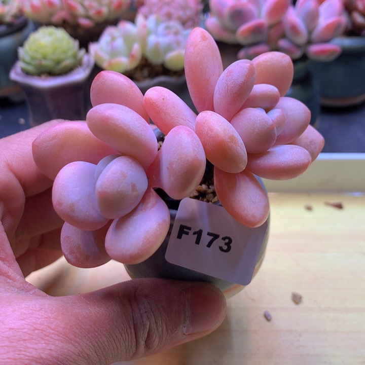 一物一拍满38包邮F173