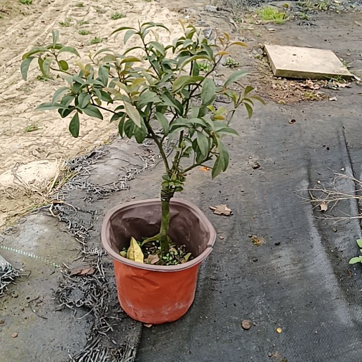 无花朵金弹子盆景