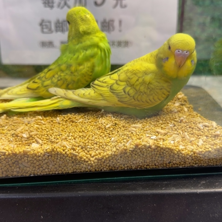 虎皮鹦鹉大头虎皮鹦鹉