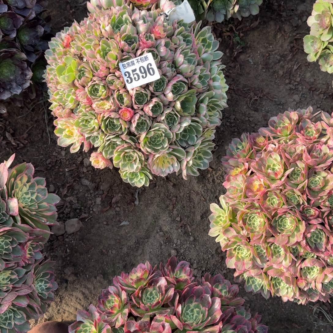 爱***巍法师丘比特带保温17-12 3596