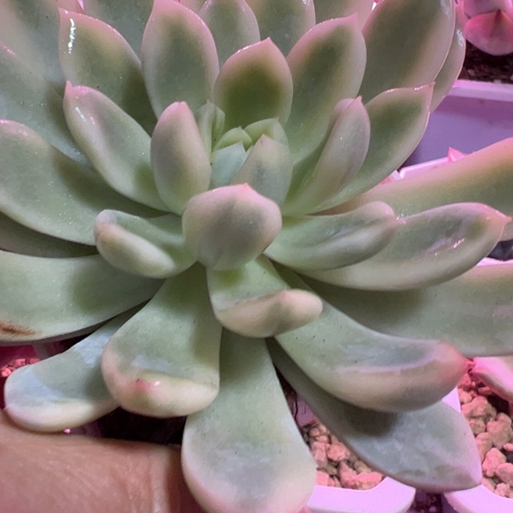 特知名东云锦多肉植物提取