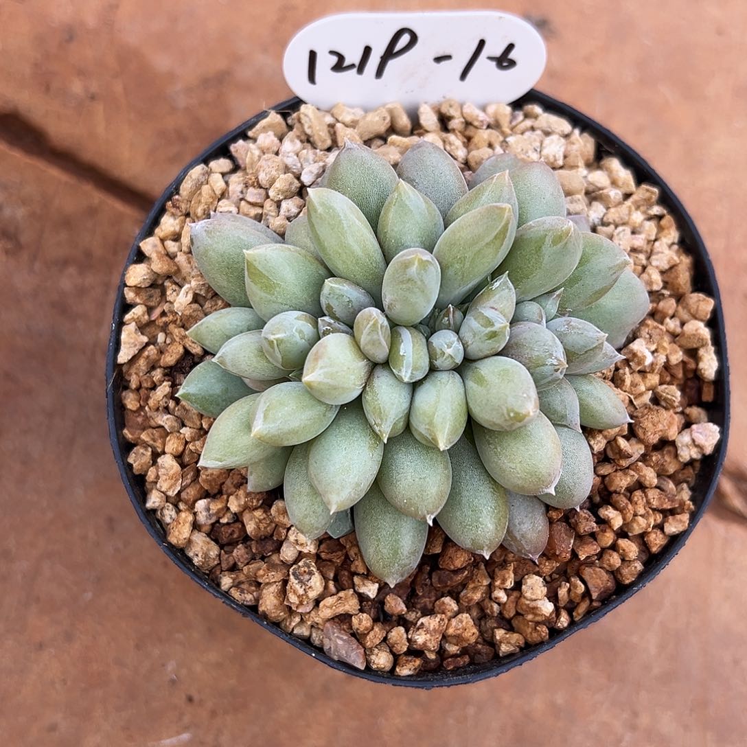 友***子1219-16哥特萝莉缀