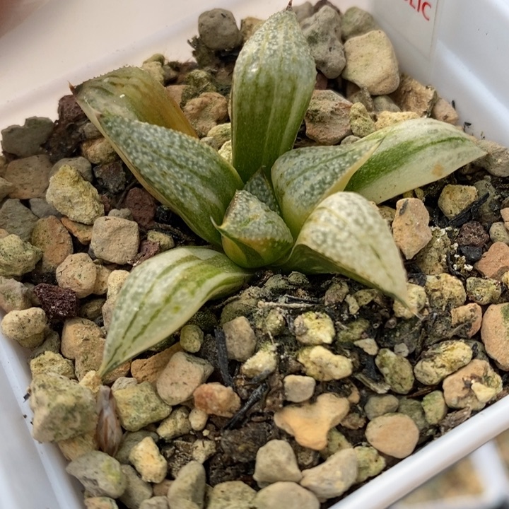 595号特选青蟹锦多肉植物