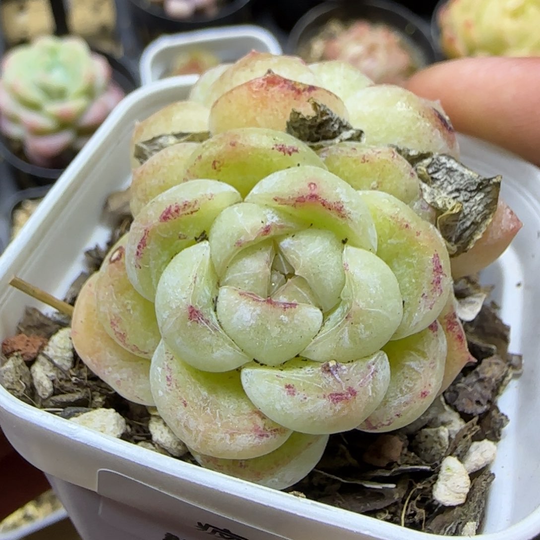 一物一拍胖虎14264