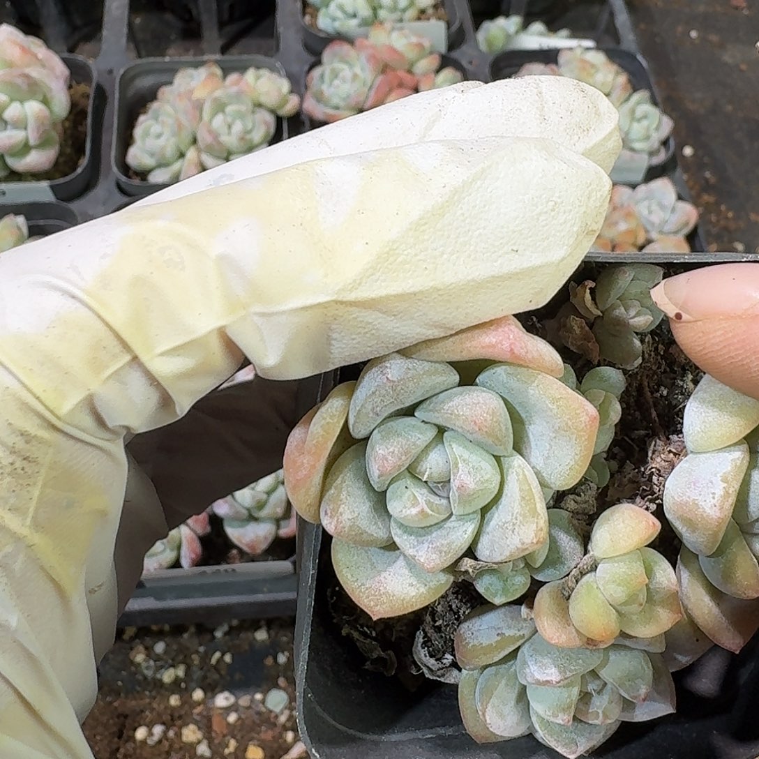 232 号到手1框～一物一拍