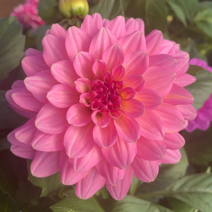 《少女心大丽花》盆栽带花苞四季开花好养的花卉绿植