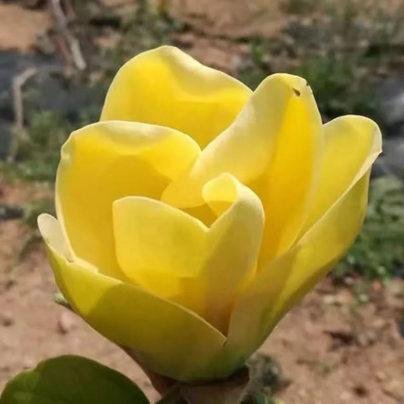 新品种【黄鸟金玉兰】玉兰三季开花南北方均可种植花卉盆栽