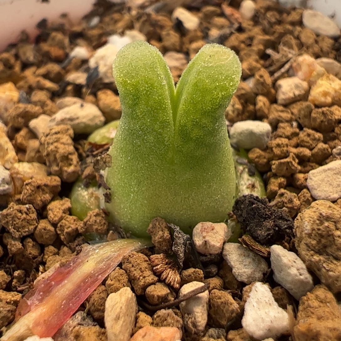 062多肉植物百科