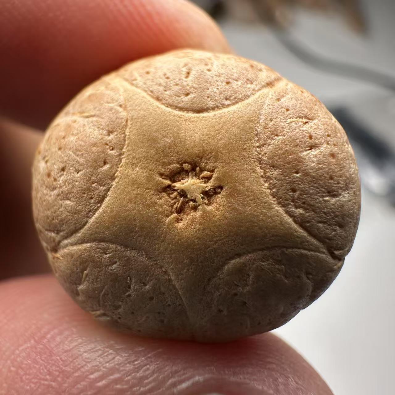 尼泊尔五星菩提，尺寸20，sss系列，货号47