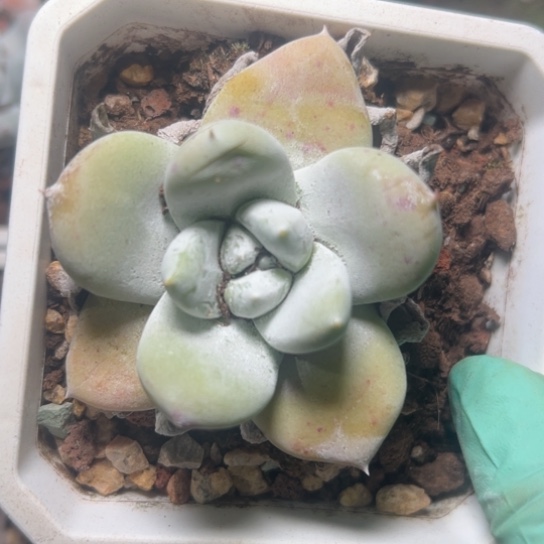 宽叶阿金尼～可可爱爱8483