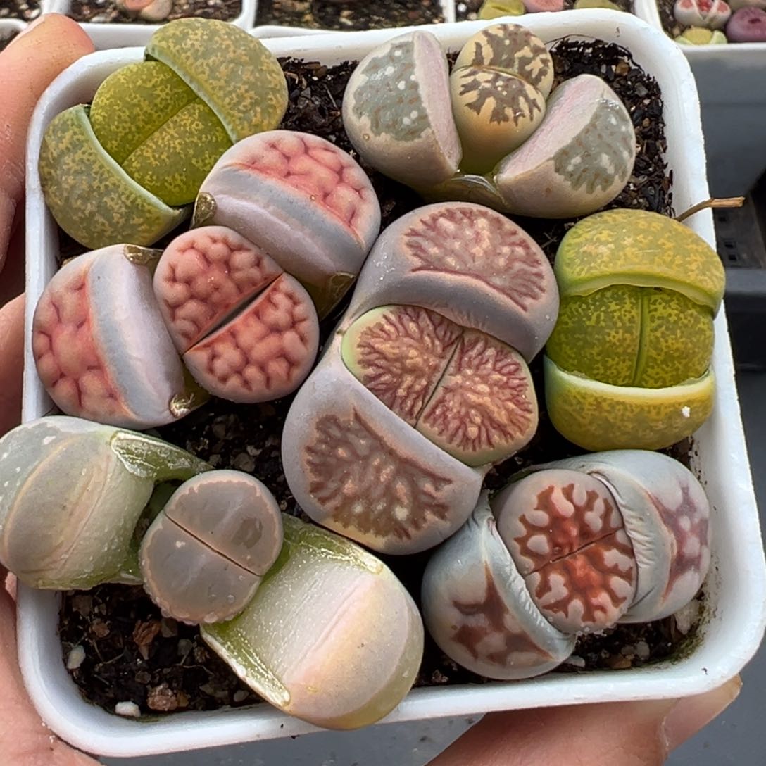 2.24好看的多肉脱土发货728