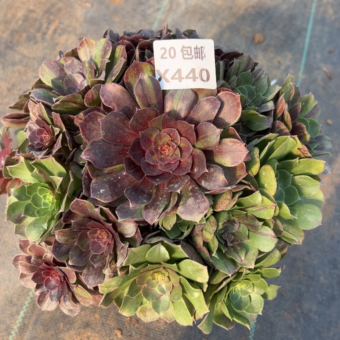 440花月夜，满20包邮