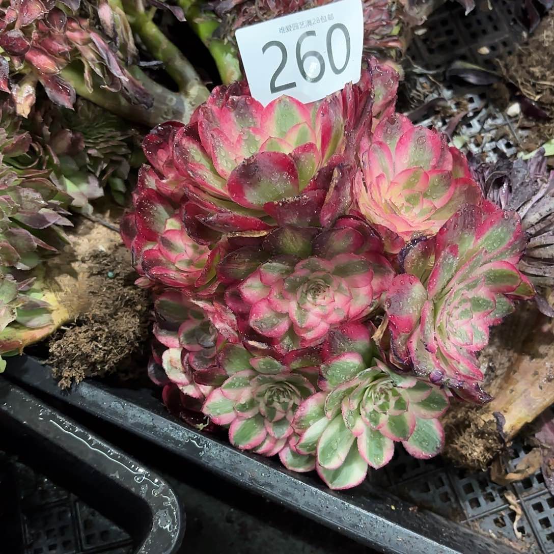 多肉植物荔枝260