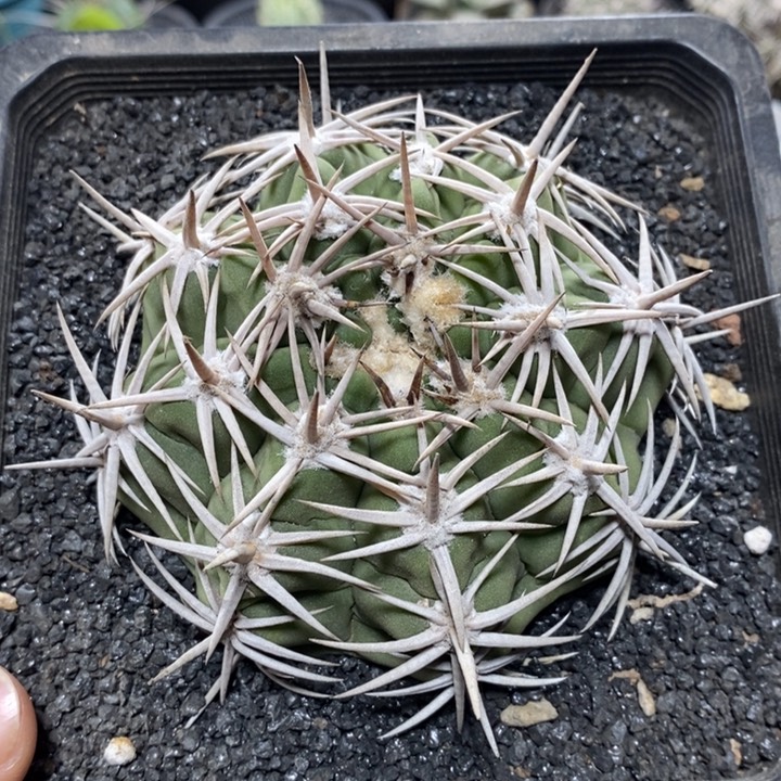 实生精控强刺碧岩玉4号9cm