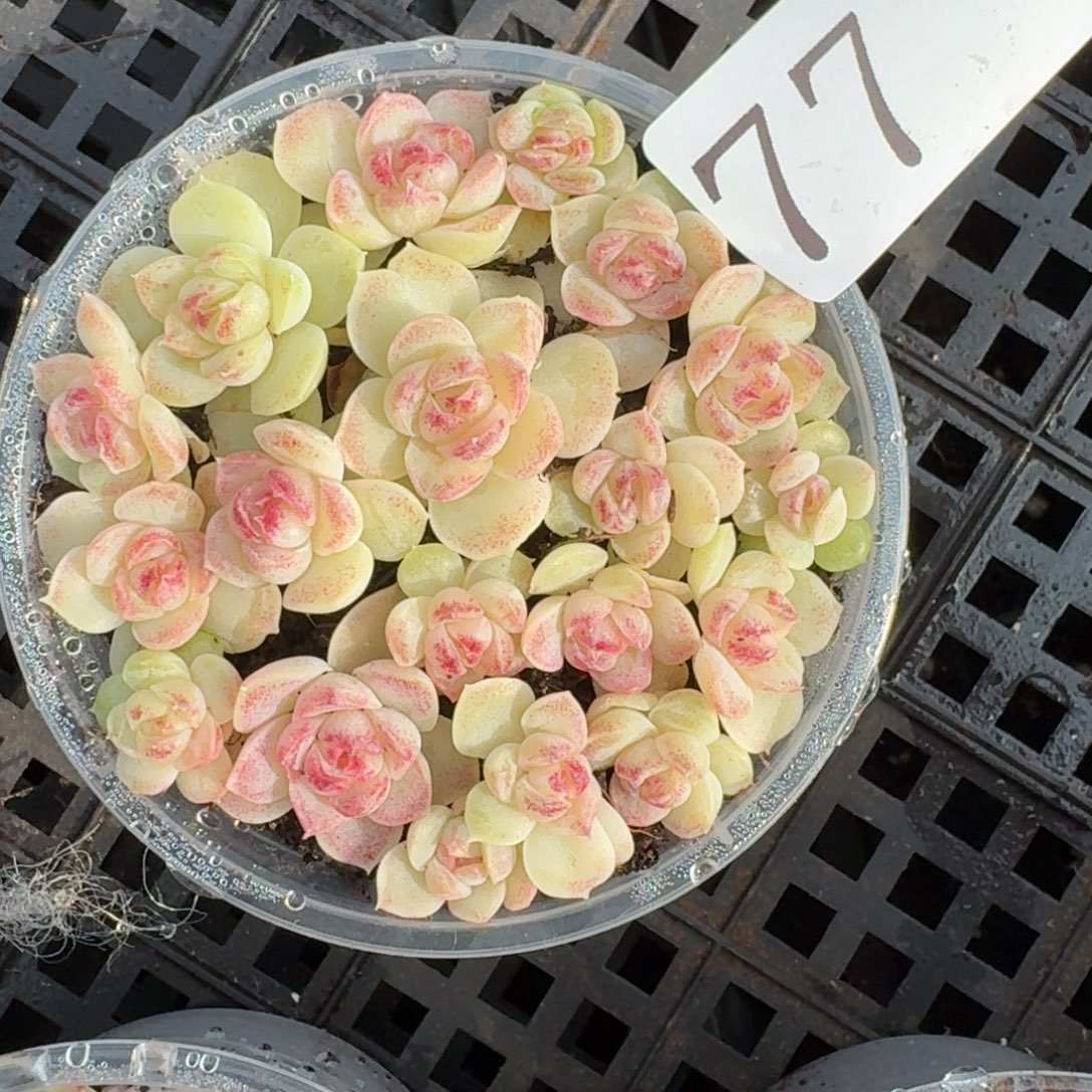 多肉植物多肉植物77